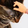 Cat Teaser Toy; Tiny Finger Hands Interactive Cat Toys For Kitten Cats