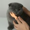 2pcs, Tease The Cat Finger Toys, Jerking The Cat Plastic Gloves Weird Creative Pet Toys, Left And Right Small Hands, Creative Small Gift