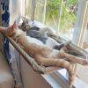 Cat Window Hammock 360¬∞ Sunny Seat Space Saving Cat Beds For Indoor Cats